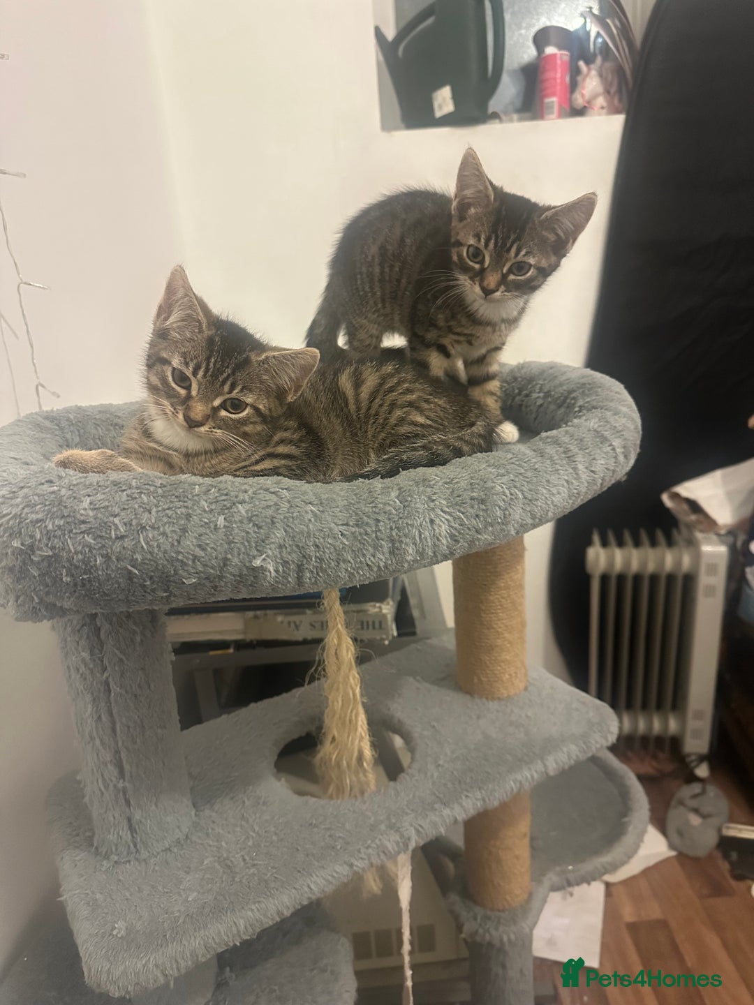 American Shorthair cats for sale: 3 KITTENS FOR SALE! READY TO LEAVE ASAP - Image 8