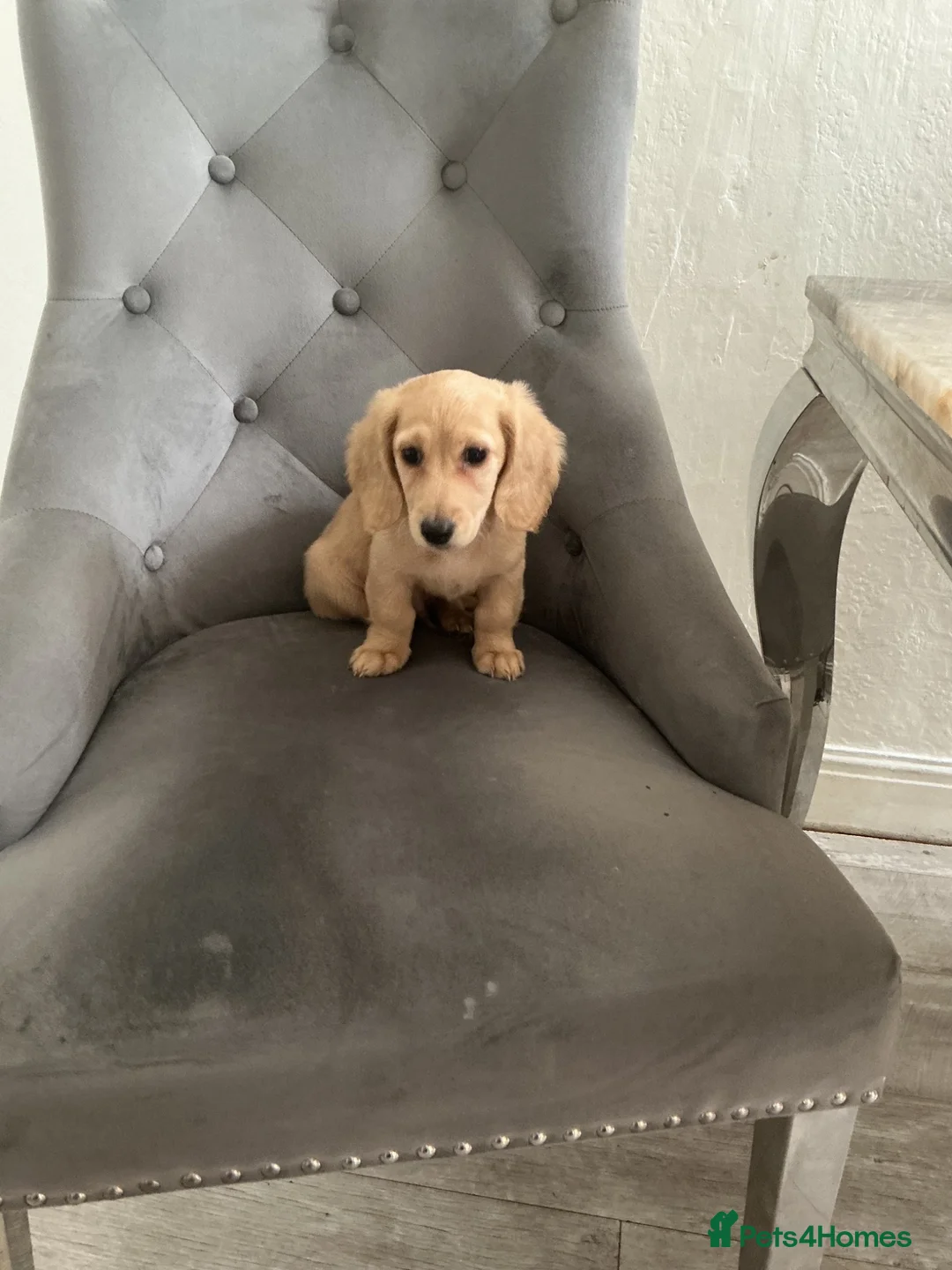 Mixed Breed dogs for sale: Long haired cream male miniature dachshund puppy - Advert 2