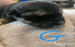 Huskita dogs for sale: Husky x akita puppys - Image 6