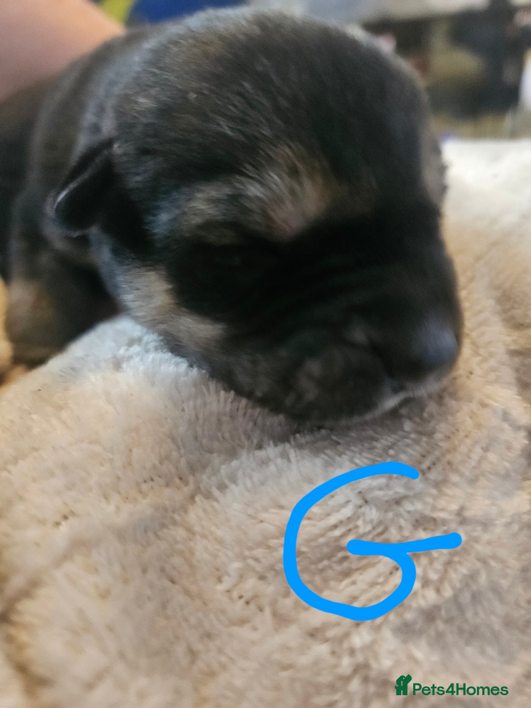 Huskita dogs for sale: Husky x akita puppys - Image 6