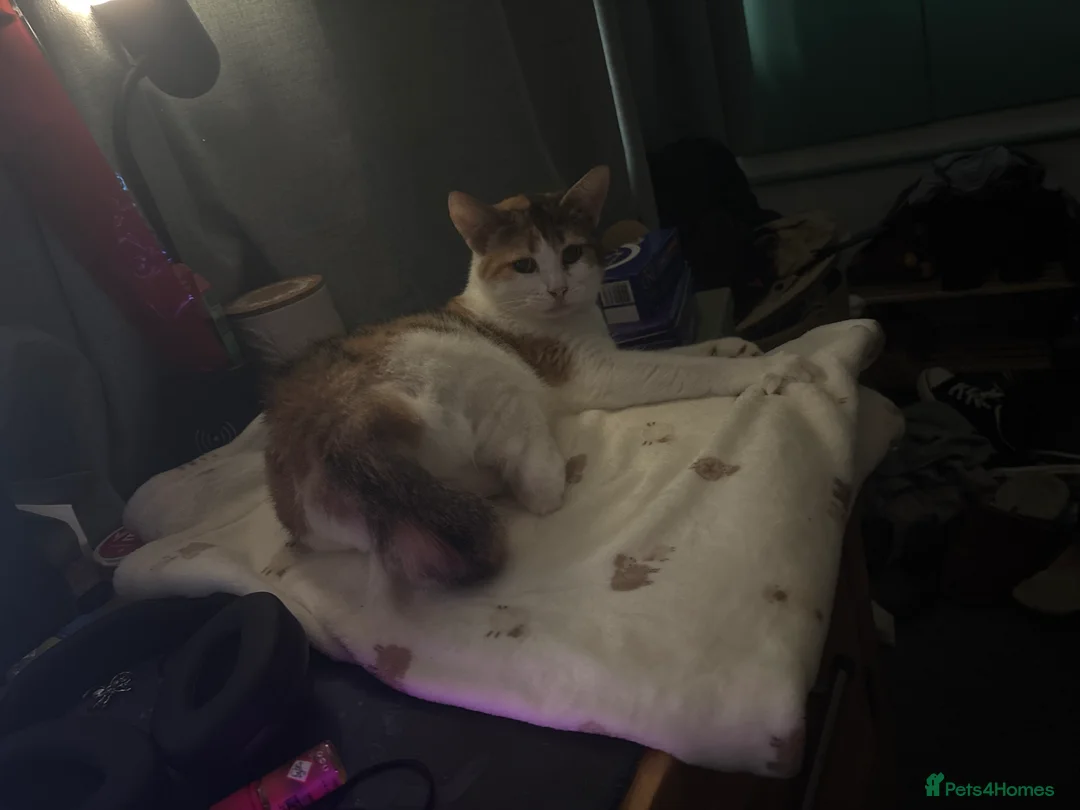 Mixed Breed cats for sale: 2 year old callico female  - Advert 10