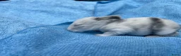 Mini Lop rabbits for sale: Stunning mini lops for sale  - Advert 3