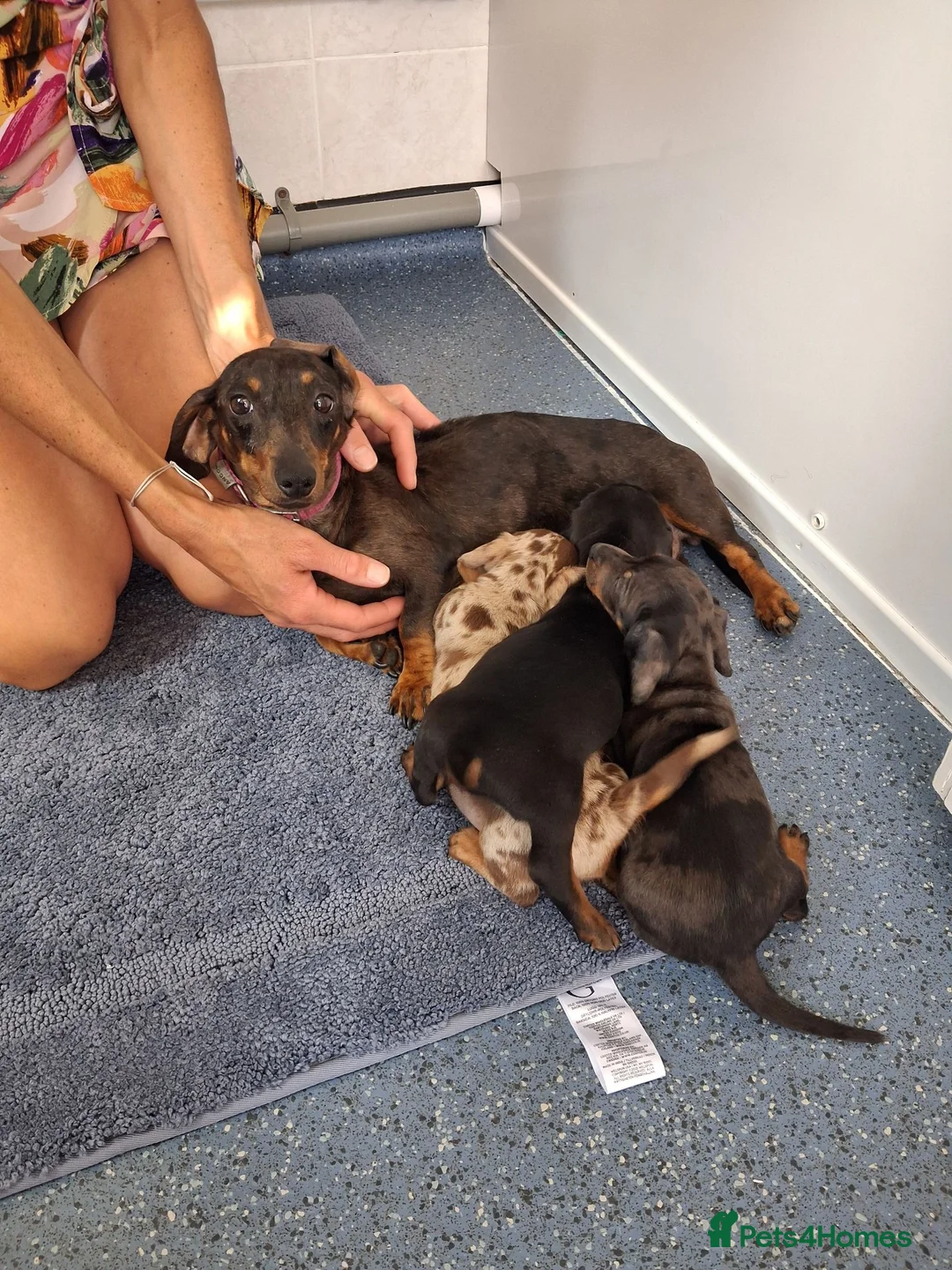 Miniature Dachshund dogs for sale: Miniature dachound - Advert 6