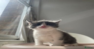 Mixed Breed cats - Advert 12