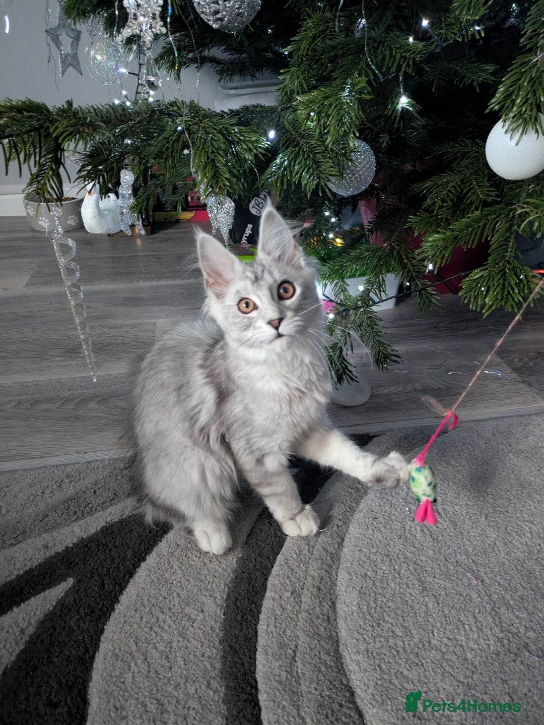 Maine Coon cats for sale: Tica registered READY NOW !!Pedigree Maine coons  - Advert 23