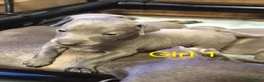 Italian Greyhound 1
