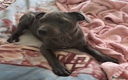 Staffordshire Bull Terrier dogs for sale: KC registration blue staffy , Champion blood line  - Image 4