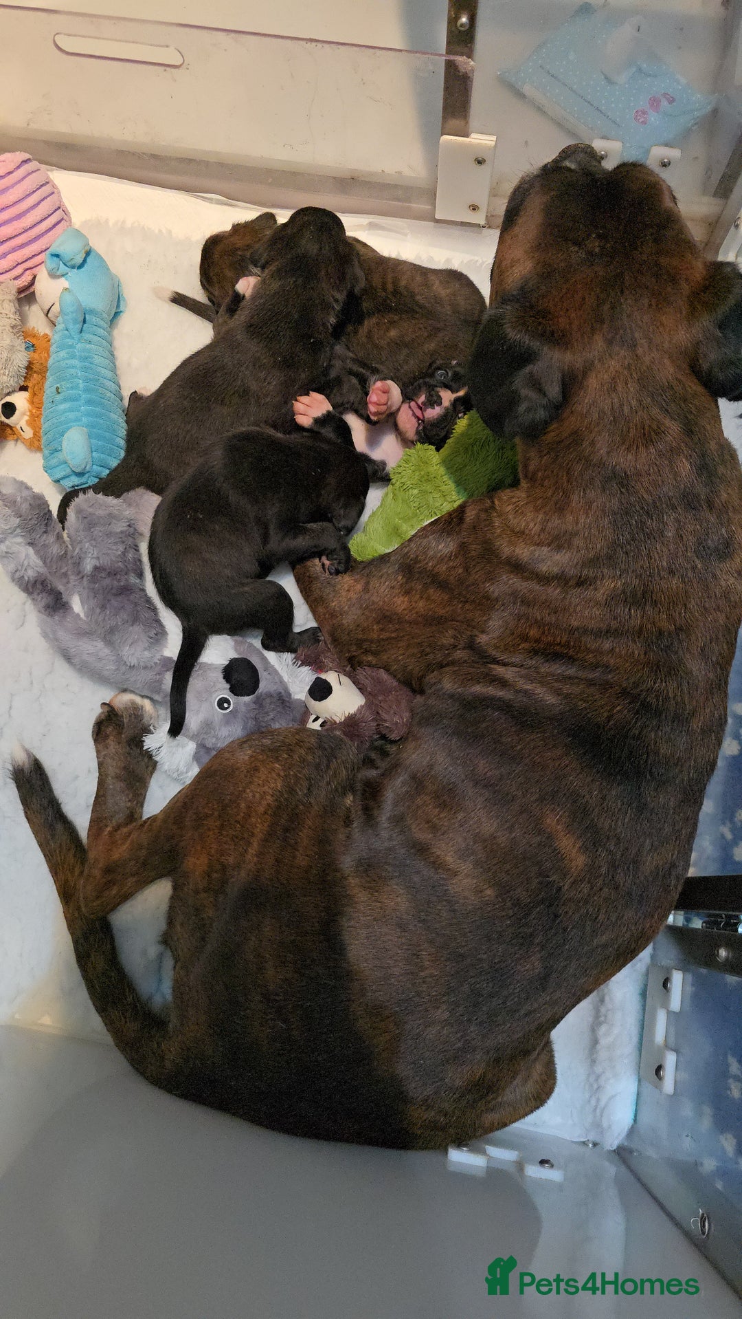 Boxer dogs for sale: Male pup available  - Advert 7