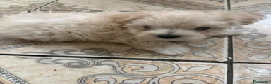 Mixed Breed 1