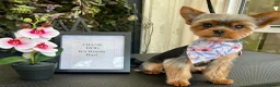 Yorkshire Terrier dogs for stud: Tiny Yorkshire Terrier for stud  - Advert 10