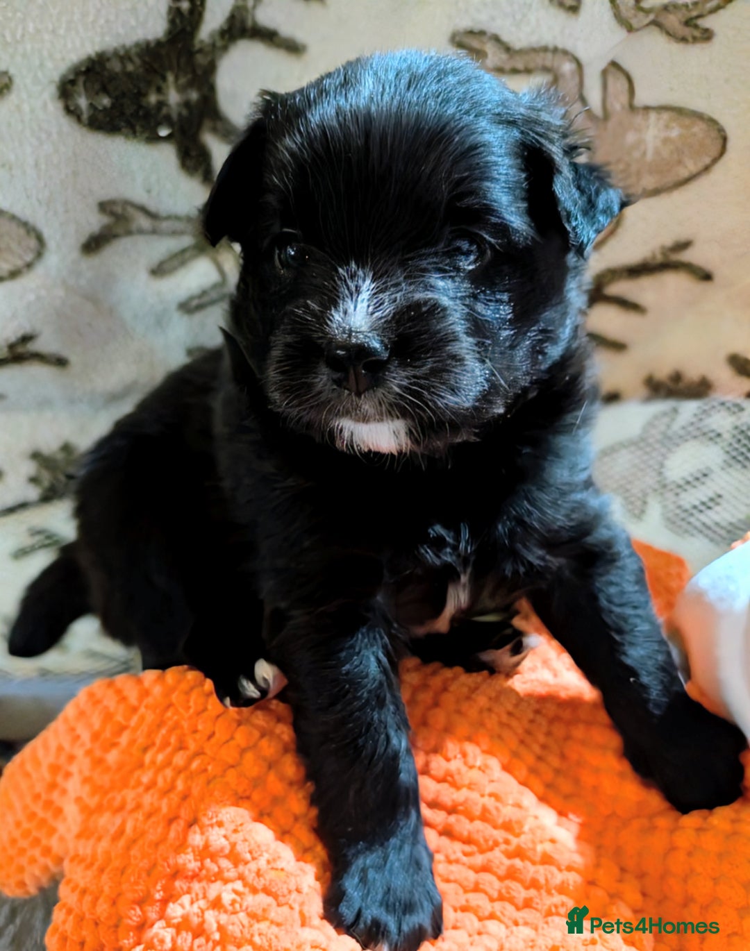 Pomapoo dogs for sale: Pomanauzepoo - Advert 10