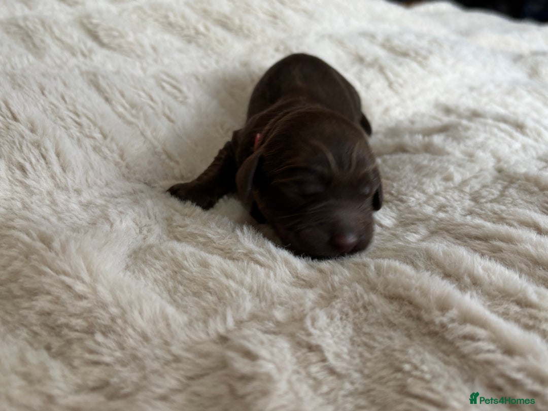 Cockapoo dogs for sale: 🍫🐶1 Female Pup Left-F1b Chocolate Cockapoo🐶🍫  - Advert 21