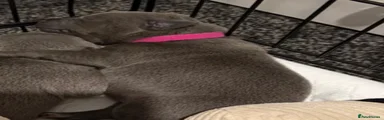 Staffordshire Bull Terrier 3