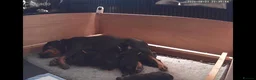Rottweiler dogs for sale: ROTWEILER PUPPIES  - Advert 3