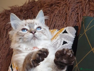 Ragdoll cats Beautiful GCCF Registered Lynx Ragdoll Kitten. - Advert 13