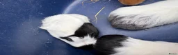 Guinea Pig rodents for sale: Two pairs of baby boy guinea pigs for sale  - Advert 4