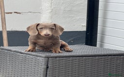 Miniature Dachshund dogs for sale: Miniature dachshund for sale - Image 1