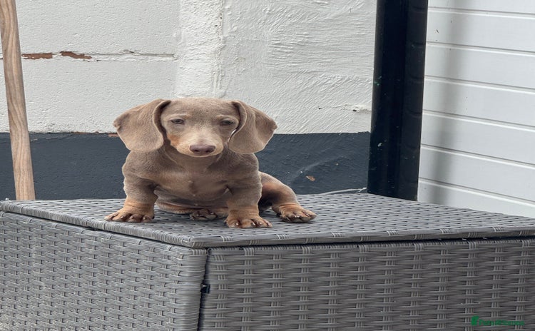 Miniature Dachshund dogs - Advert 1