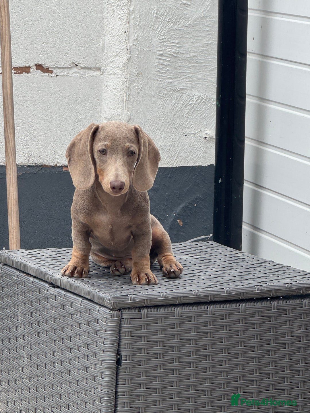 Miniature Dachshund dogs for sale: Miniature dachshund for sale - Image 1