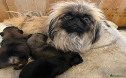Pekingese dogs for sale: PEEKAPOM (Pekingese/Pomeranian) LAST GIRL LEFT - Image 13