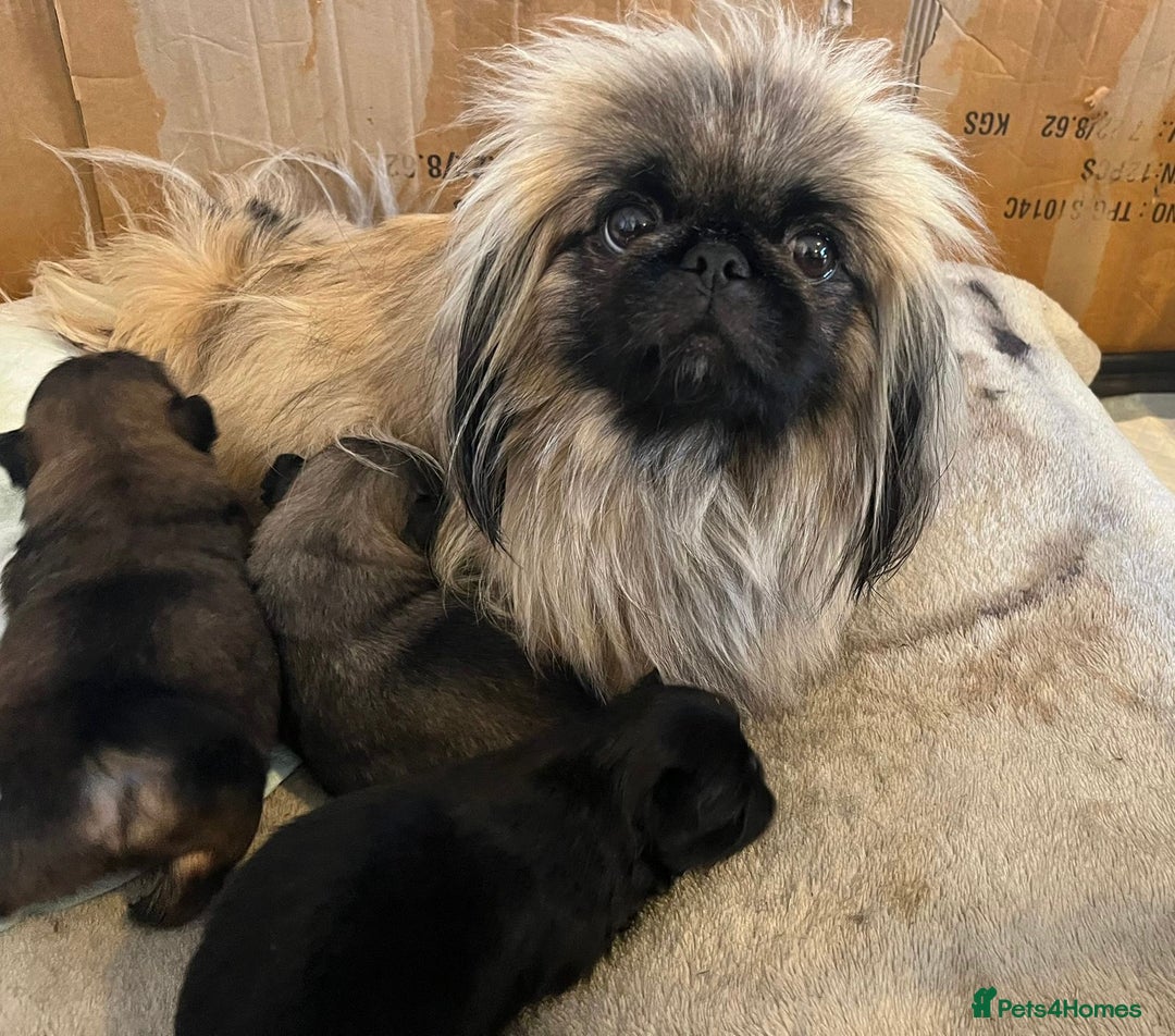 Pekingese dogs for sale: PEEKAPOM (Pekingese/Pomeranian) LAST GIRL LEFT - Image 13