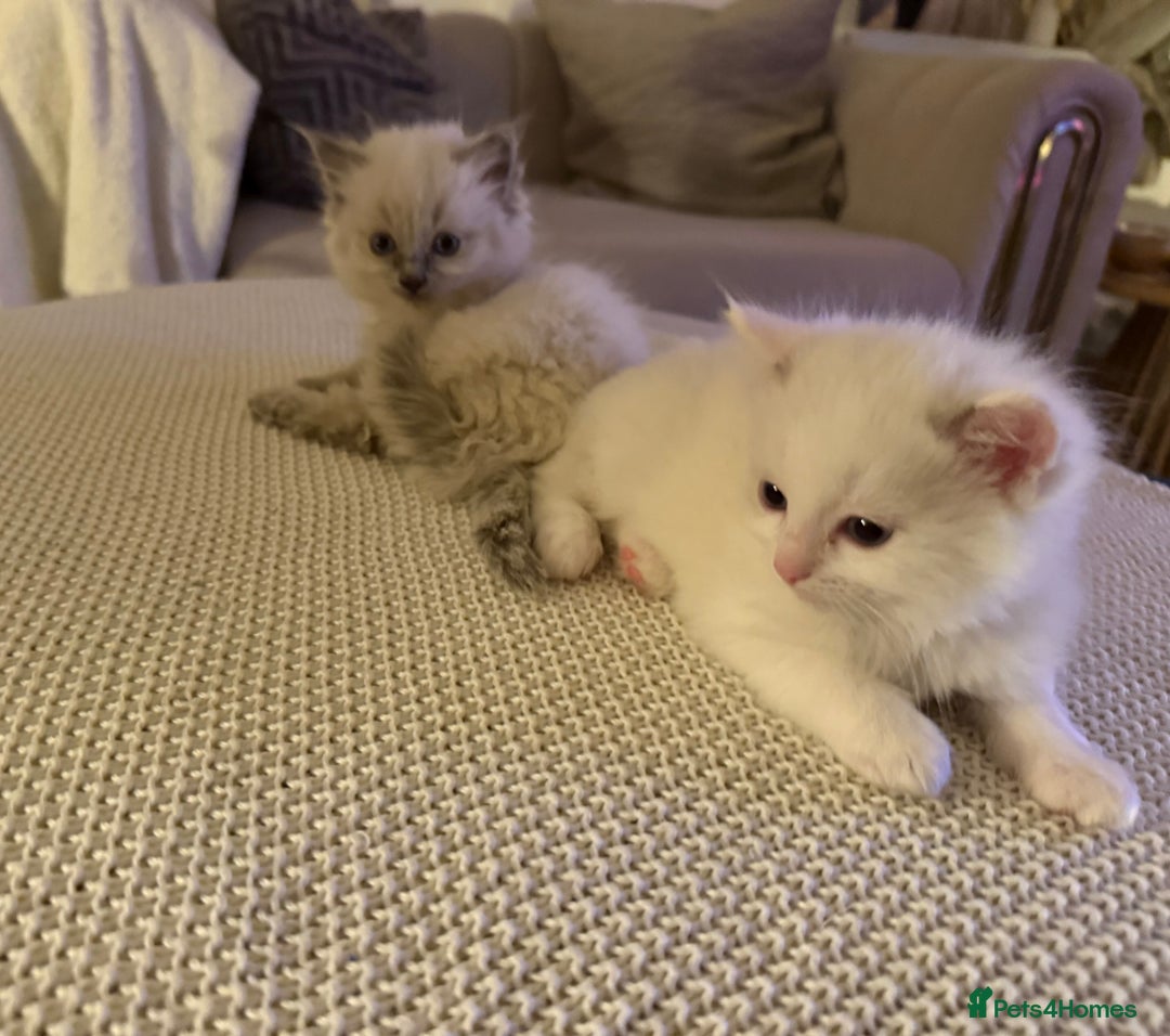 Ragdoll cats for sale: Beautiful Ragdoll Kittens – Stunning & Ready Soon - Advert 4
