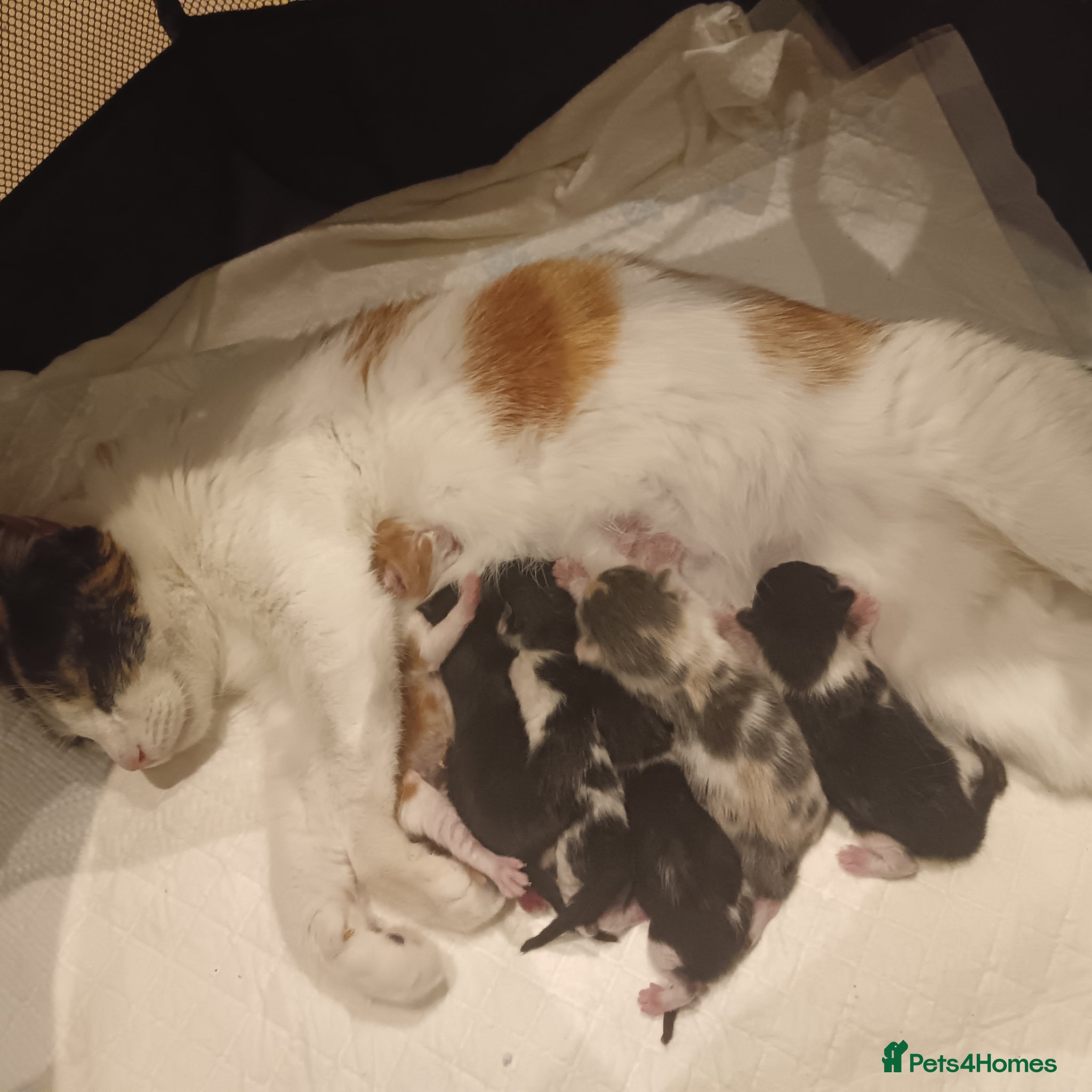 American Shorthair cats 6 gorgeous mix breed kittens  - Advert 2