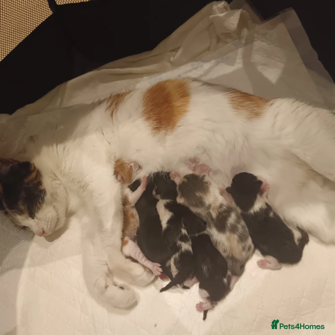 American Shorthair cats for sale: 6 gorgeous mix breed kittens  in Stafford - Advert 1