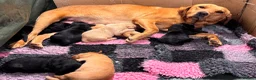 Labrador Retriever dogs for sale: Exceptional RKC Reg Labrador puppies - Advert 8