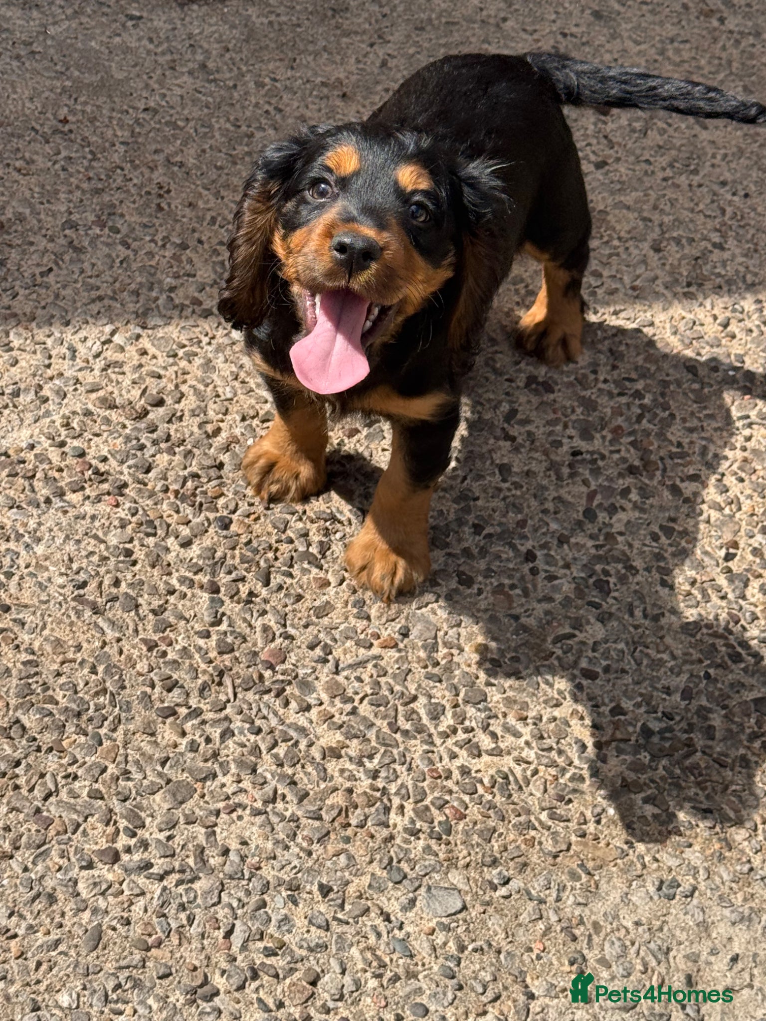 Cocker Spaniel dogs READY TO GO NOW,  - Advert 10