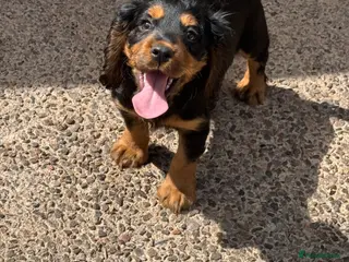 Cocker Spaniel dogs READY TO GO NOW, - Advert 10