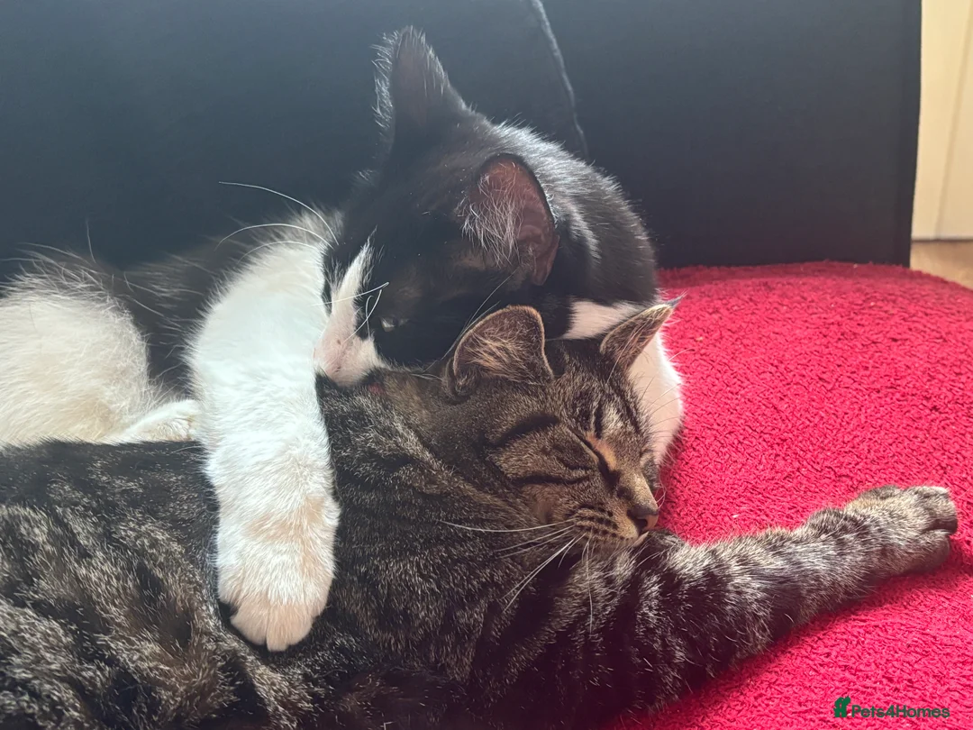 Mixed Breed cats for sale: Cat male and female - Advert 5