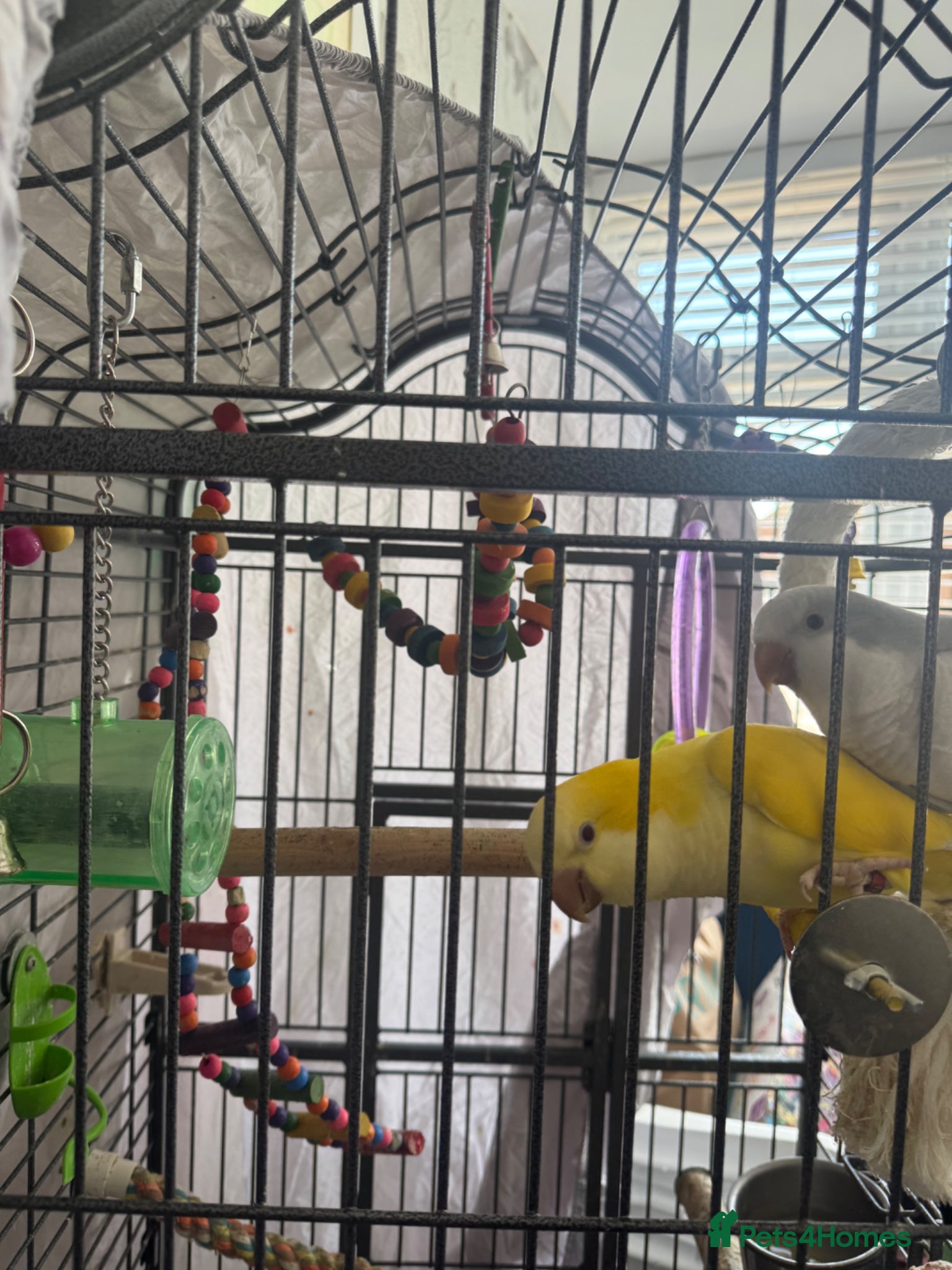 Parakeets birds 2 x Quacker Parakeets - Advert 9