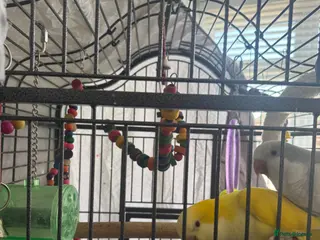 Parakeets birds 2 x Quacker Parakeets - Advert 6