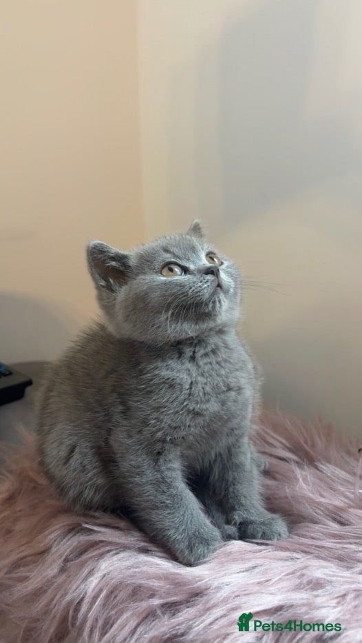 British Shorthair cats 6 gorgeous bsh for sale ❤️ - Advert 2