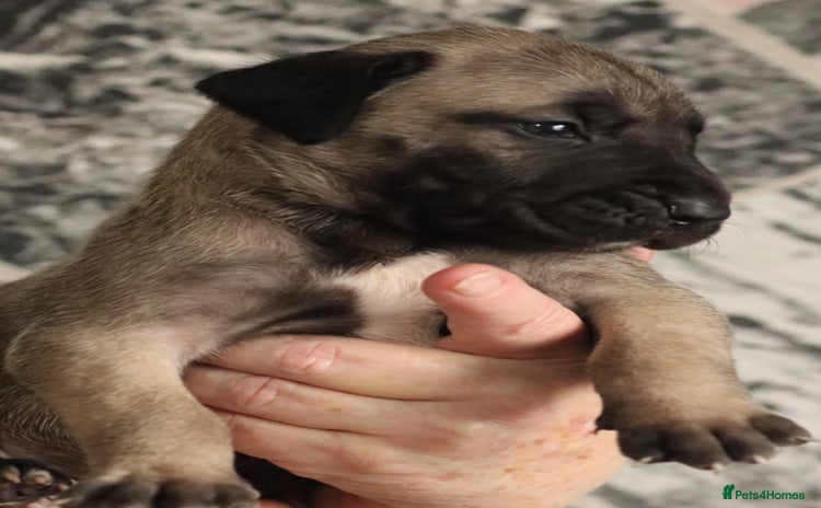 Presa Canario dogs - Advert 2