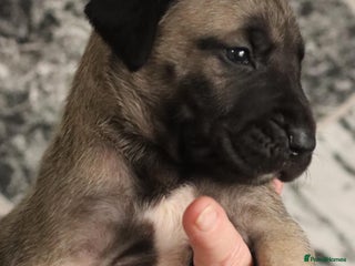 Presa Canario dogs - Advert 1