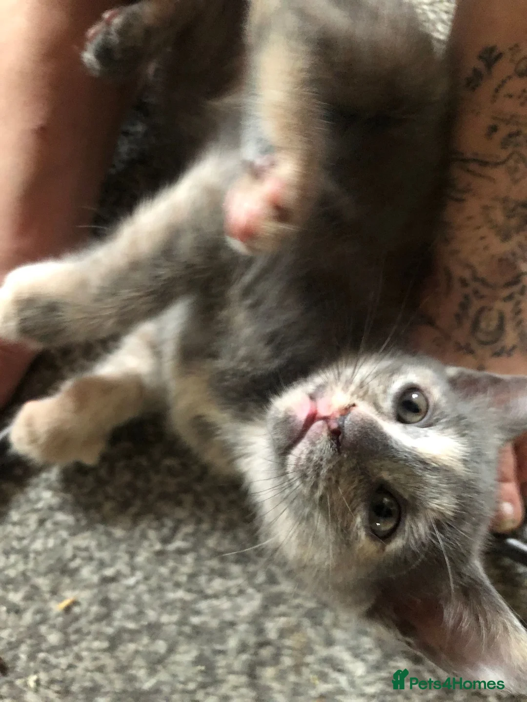 Mixed Breed cats for sale: Our Russian Dolls – Russian Blue × Ragdoll Kittens - Advert 28