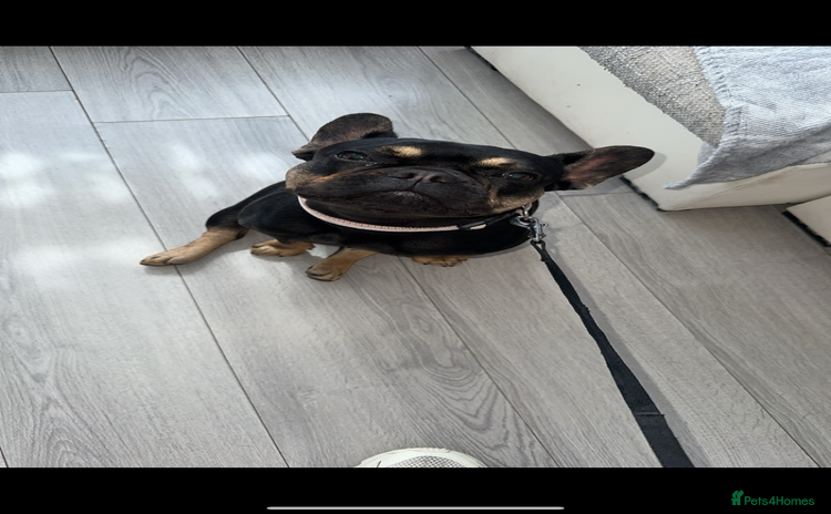 French Bulldog dogs FRENCH BULLDOG PUPPYS❤️ ready home in 2 weeks!  - Advert 4