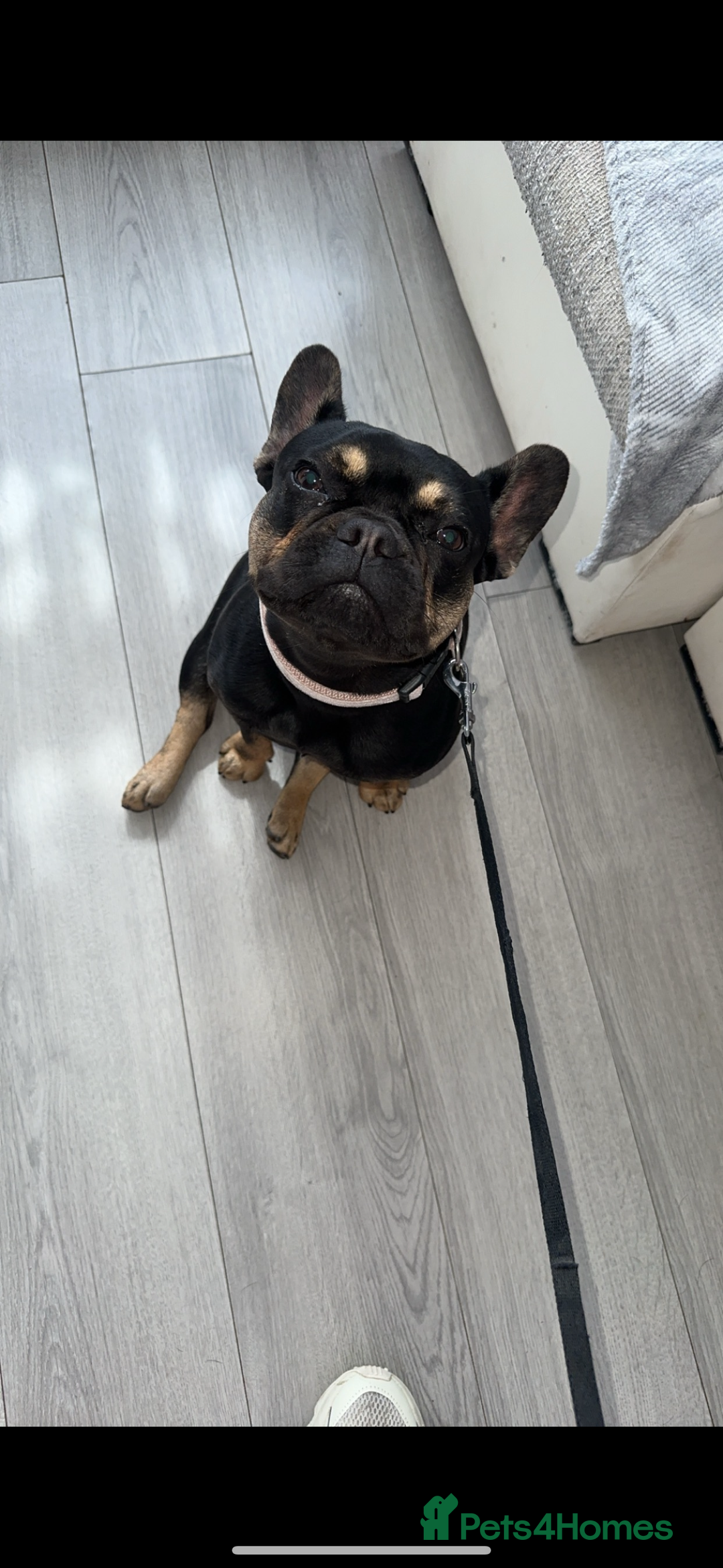 French Bulldog dogs for sale: FRENCH BULLDOG PUPPYS❤️ ready find forever home❤️ - Advert 1