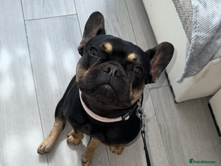 French Bulldog dogs FRENCH BULLDOG PUPPYS❤️ ready home in 2 weeks! - Advert 3