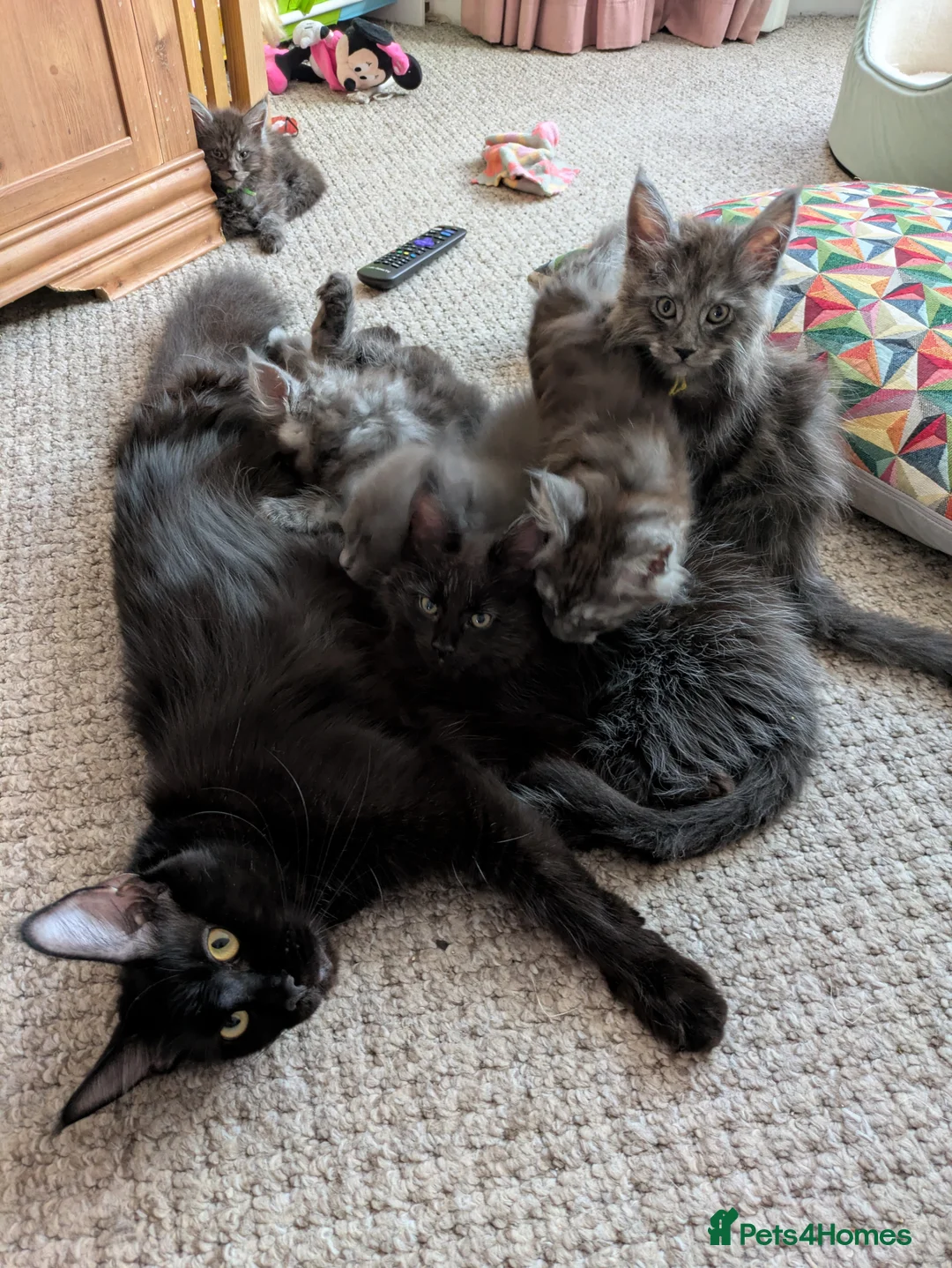 Maine Coon cats for sale: Maine Coon kittens available  - Advert 2