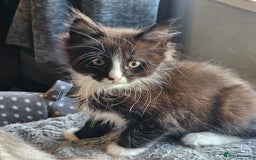 Maine Coon cats for sale: Maine Coon X kittens - Image 2