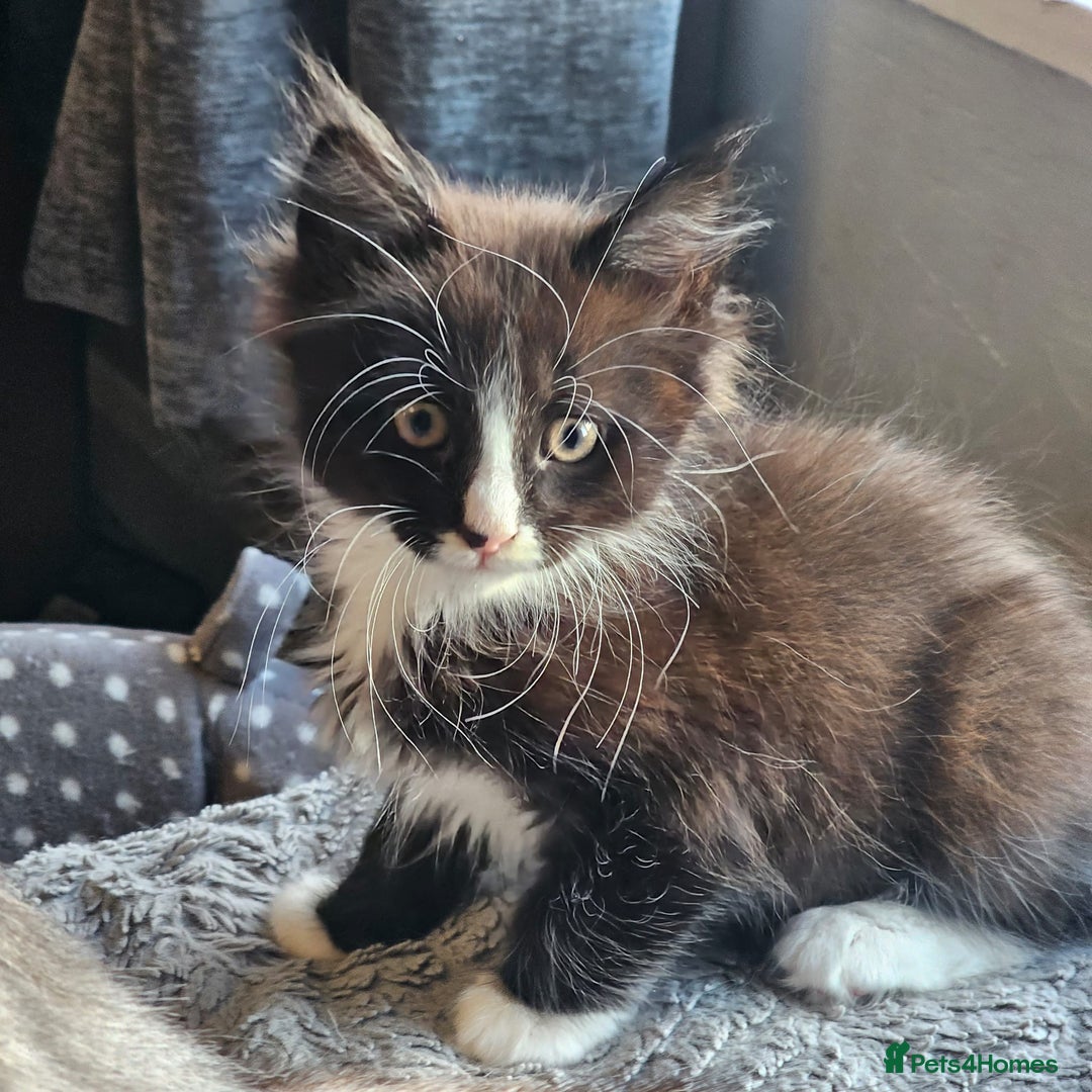 Maine Coon cats for sale: Maine Coon X kittens - Image 2