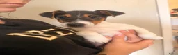 Jack Russell dogs for sale: Jack Russell boy - Advert 4