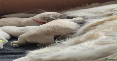 Golden Retriever dogs - Advert 2