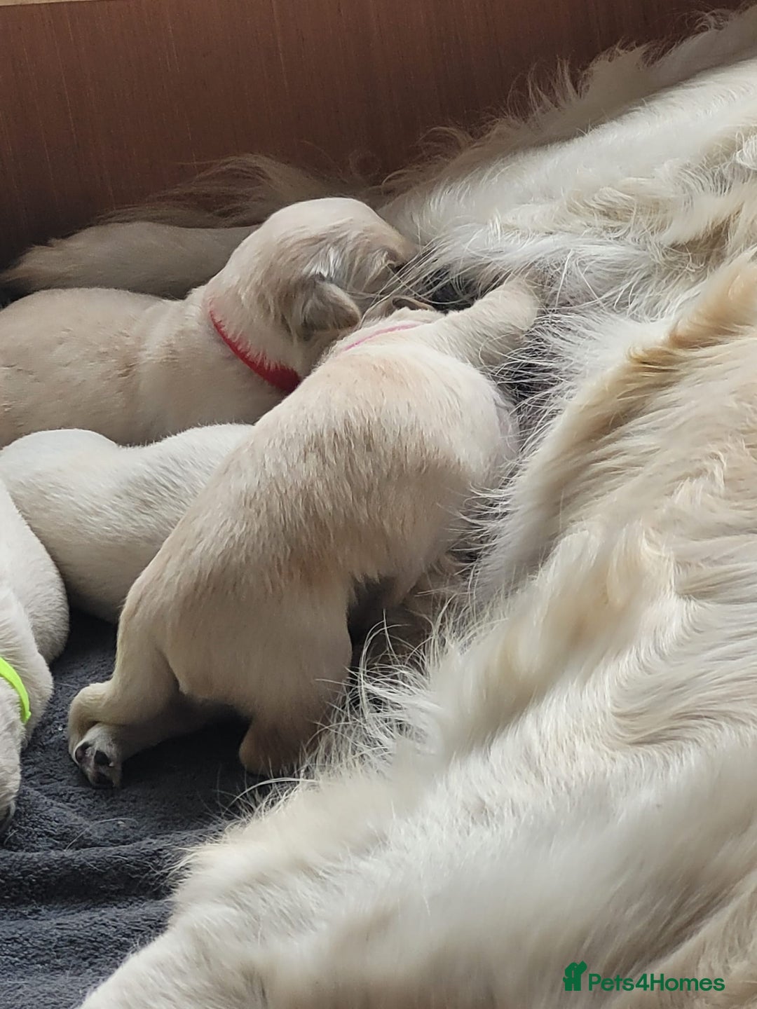 Golden Retriever dogs for sale: Golden Retriever Pups – First Class Homes Wanted - Image 2