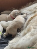 Golden Retriever dogs - Advert 3