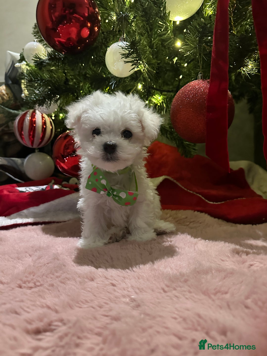 Bichon Frise dogs for sale: Pure Pedigree Champion Bloodline Bichon Frise  - Advert 6