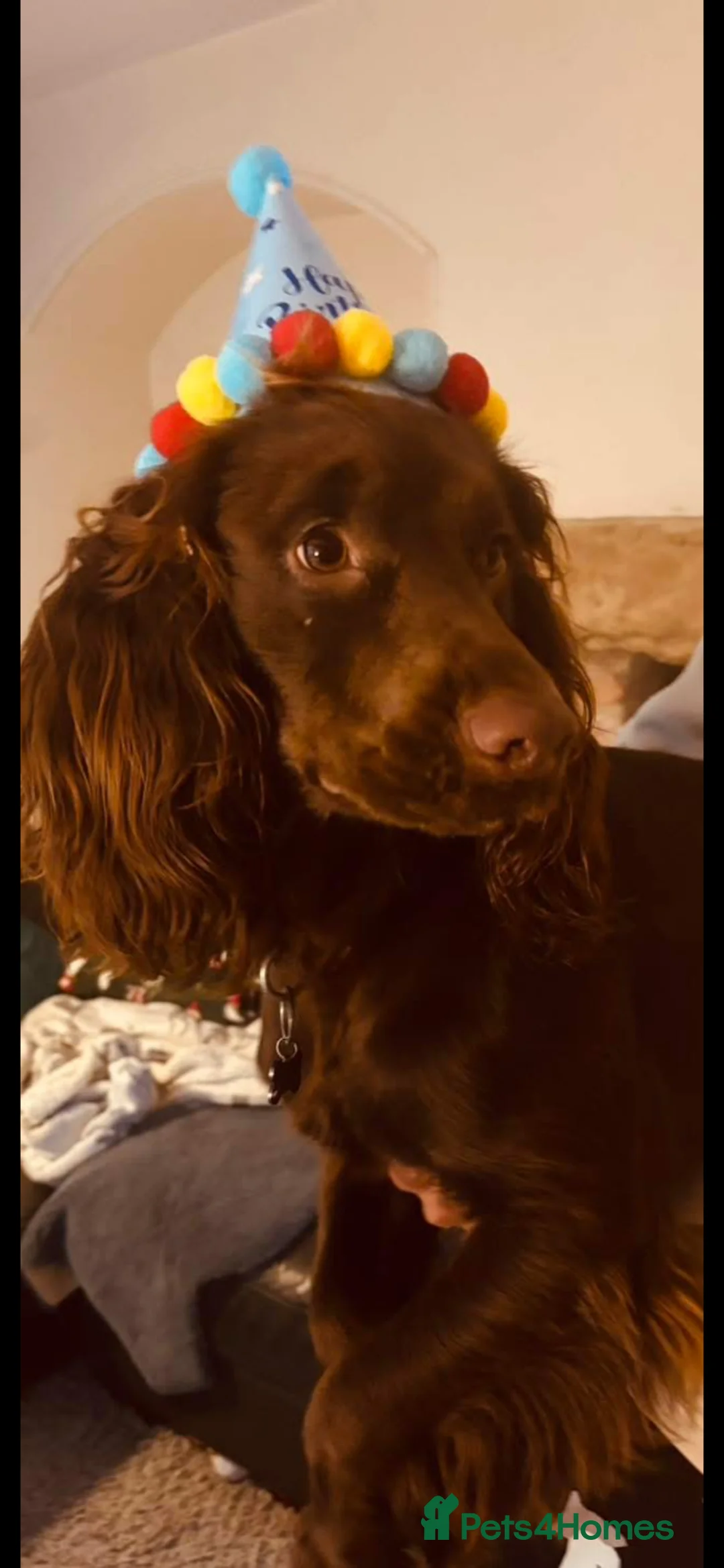 Cocker Spaniel dogs for sale: Meet milo the Loveing bouncy cocker spaniel  - Advert 1